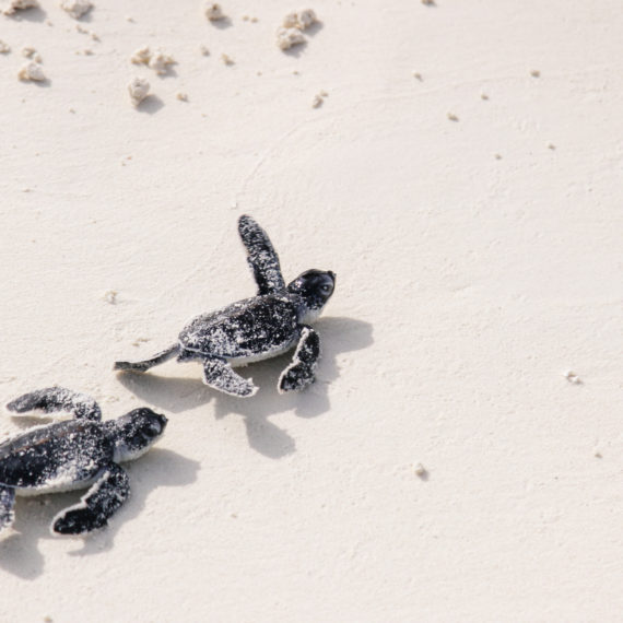 NAISSANCE DE TORTUES MARINES, SEYCHELLES / MALDIVES