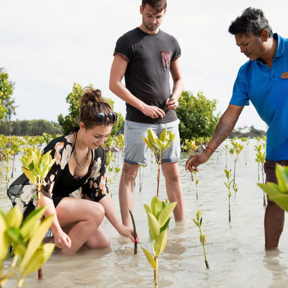 PLANTATIONS DANS LA MANGROVE, ILE MAURICE