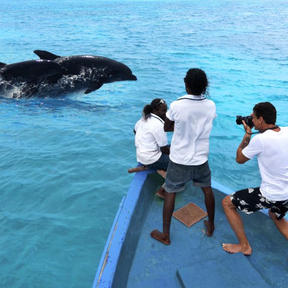 Croisière dauphins